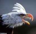 scary-eagle--13306.jpg