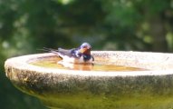 Swallow-Bath-1.jpg