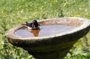 Swallow-Bath-2.jpg