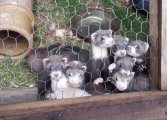 Ferrets.jpg
