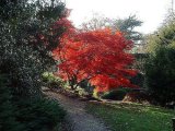 Japanese Acer.jpg