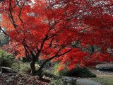 The tree 3  03.jpg