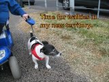 Walkies 2.jpg