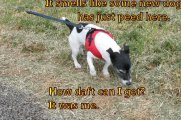 some new dog has just peed here 2 500.jpg