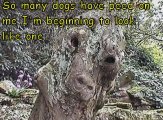wentworth monster tree 4.jpg