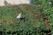 white starling.jpg