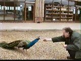 peacock 2.jpg