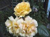Yellow roses 07  500.jpg