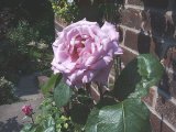 Lavender rose 7 06  500.jpg