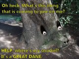 BARKing up the wrong tree .jpg