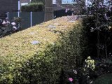 Privet  04.jpg