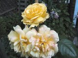 Yellow roses 06  500.jpg