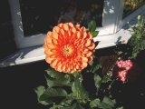 Dahlia in the morning sun 2  8 05.jpg