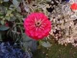 Zinnia 7  04.jpg