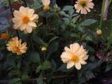 More Dahlias 2  04.jpg