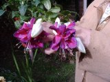 Fuschia deep purple 2   04.jpg