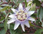 Passion flower 3   04.jpg