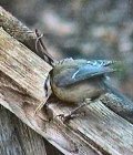 Beaky 3.jpg