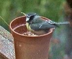 Beaky 4.jpg