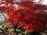 Autumn in all its glory 4  03.jpg