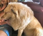 The Lion dog 5.jpg