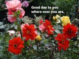 Roses and dahlias 4A  04 500.jpg
