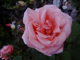 First pink A June 04.jpg