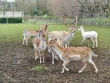 The white deer.500.jpg