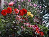 Roses, dahlias, pelagoniums, laveteria 2.jpg