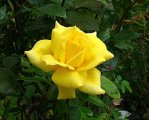Yellow rose 2008  475.jpg