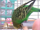 Joey 2012  1  500  .jpg