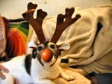 RUDOLPH 2.jpg