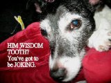 WISDOM TOOTH 2 450.jpg