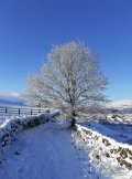 snow507.jpg