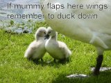 Ducklings 4.jpg