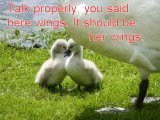 Ducklings 5.jpg