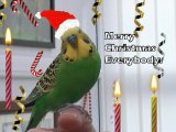 Joey merry xmas 450.jpg