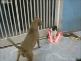 star-wars-cat-vs-dog.gif