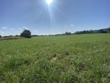 IMG_7532.jpeg