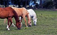 Horses.jpg