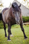 Horse.jpg