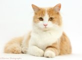 Cat.jpg