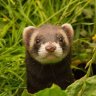 Compo's Ferret