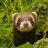 Compo's Ferret
