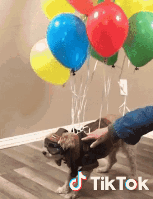 dog-balloons.gif